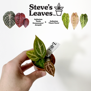 Z-4814 - Anthurium 'Tezula Dreamweaver'/dorayaki x 'Chuck Norris' - Seedling