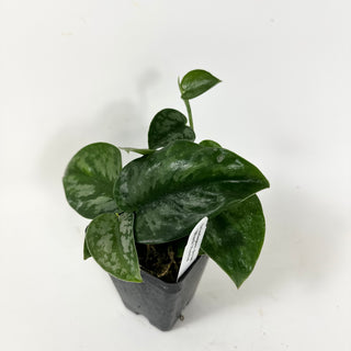 Scindapsus pictus 'Black Mamba'