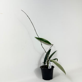 Hoya sulawesiana albo marginata [#1728]