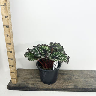 Begonia 'Fairytale' [#2124]