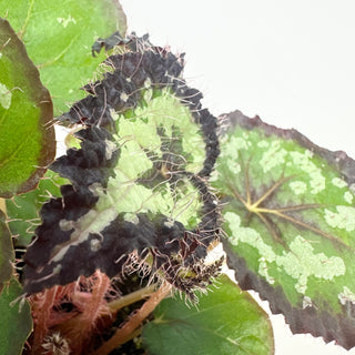 Begonia 'Randy MK2' [#2134]
