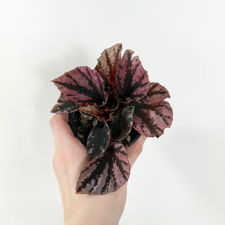 Begonia 'Snowberry' [#1814]