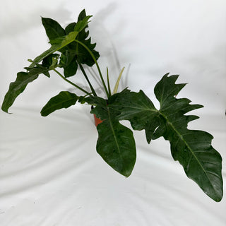 Z-4622 - Philodendron 'Mottled Dragon' (Non-TC)