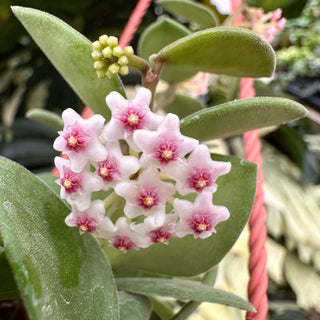 Hoya nummularioides