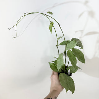 Hoya coriacea (silver) [#2363]