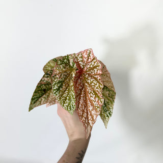 Begonia 'Snow Capped' (Variegated) [#1698]