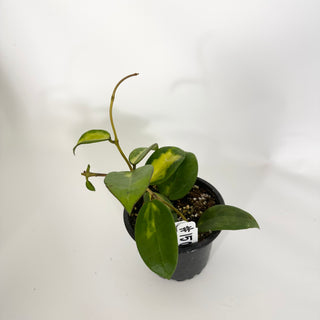Hoya verticillata 'Suet Jade' [#1506]