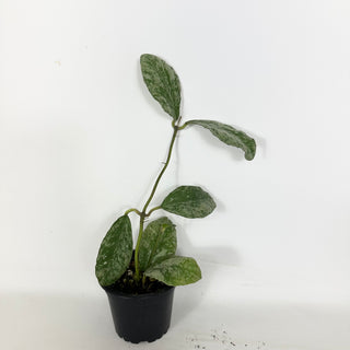 Hoya waymaniae 'Cloudy Sky' [#2293]