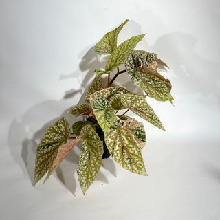 Begonia 'Snow Capped' (Variegated) [#1883]