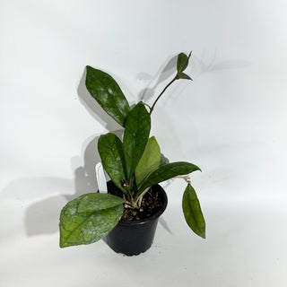 Hoya finlaysonii ‘Alesia’ [#1946]