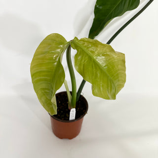 Philodendron barrosoanum (Non-TC) [#1158]