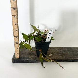 Z-4786 - Philodendron hederaceum ‘Micans Halo’