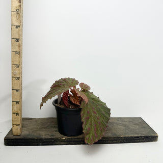 Begonia "Crazy Pink" [#2133]