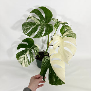 Monstera deliciosa var. borsigiana albo-variegata [#1449]