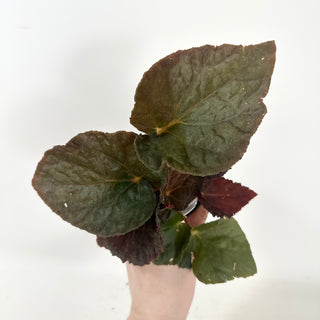 Begonia 'Steve's Leaves Bloodmoon' [#1928]