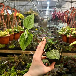 Scindapsus pictus 'Green Army'