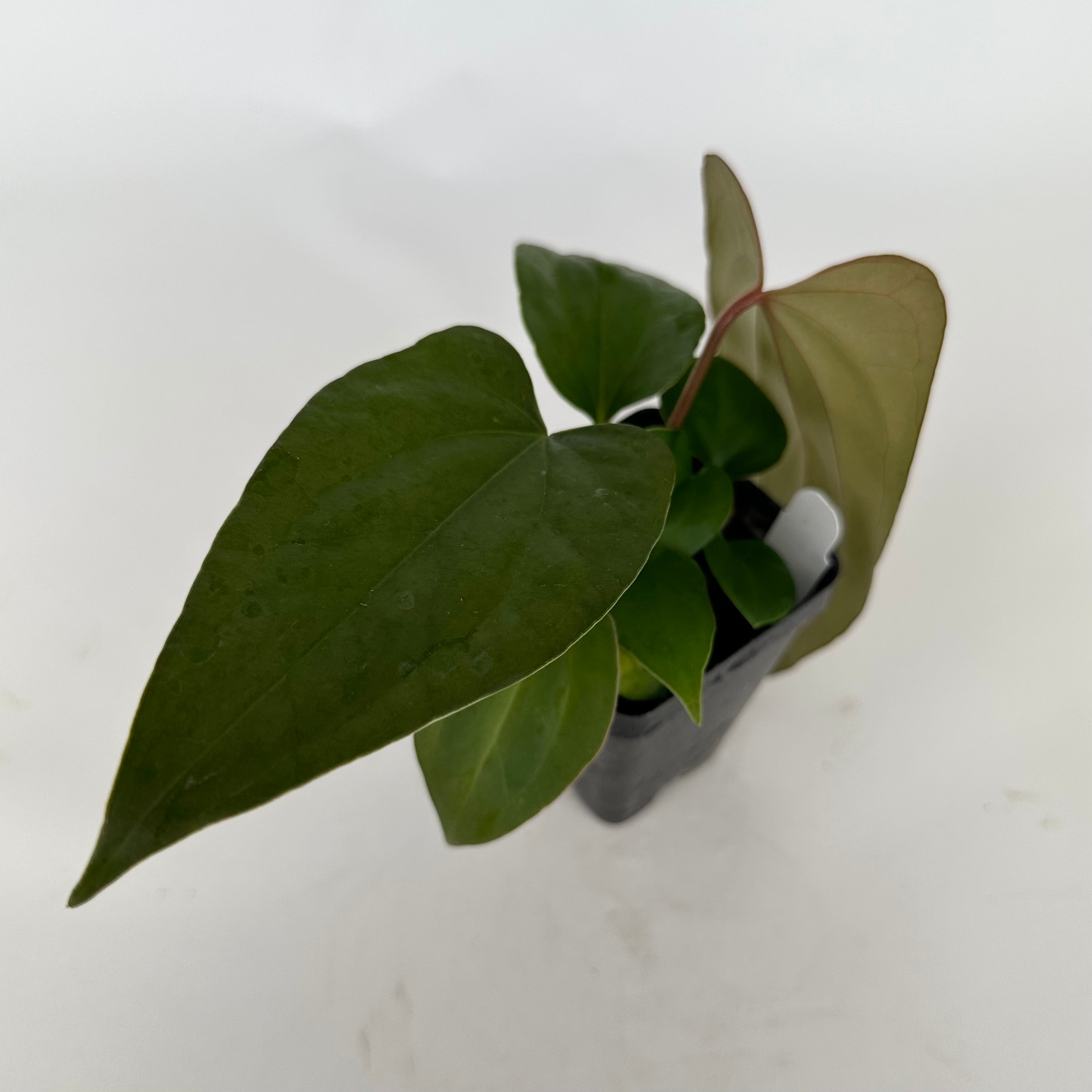 anthurium nega Anthurium 'Not The Mama'/forgetii x nigrolaminum 'Gigi' – Steve's Leaves