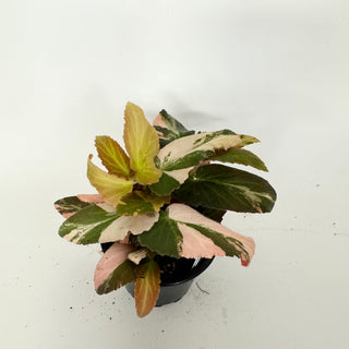 Z-5165 - Begonia ‘Withlacoochee’ (Variegated)