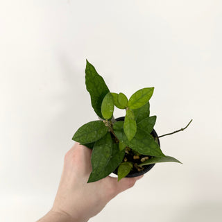 Hoya sp. Aceh Singkil AO 01 [#1823]