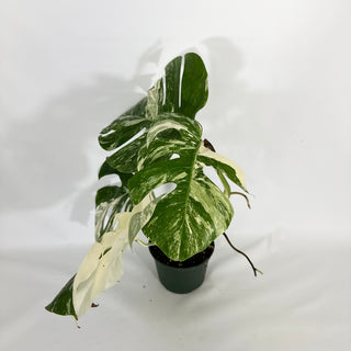 Monstera deliciosa var. borsigiana albo-variegata [#1449]