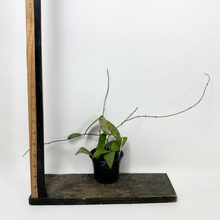 Hoya honglenae [#1682]