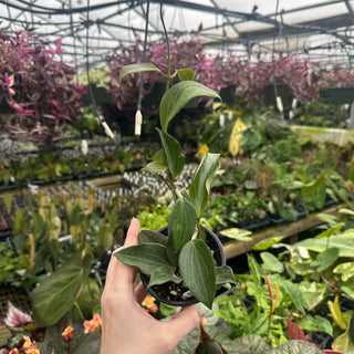 Hoya hellwigiana