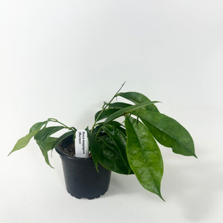 Hoya mappigera Borneo