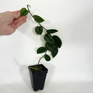 Scindapsus pictus 'Black Mamba' [#1598]
