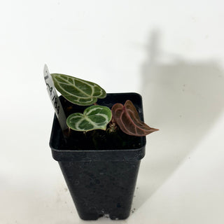 Z-4784 - Anthurium 'Brielle'/'Michelle' x self