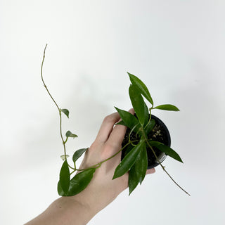 Hoya stoneana [#2166]