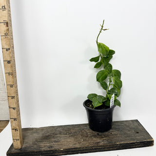 Hoya obscura (outer variegated) [#2332]