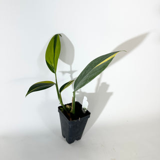 Z-5124 - Scindapsus coriaceus variegated