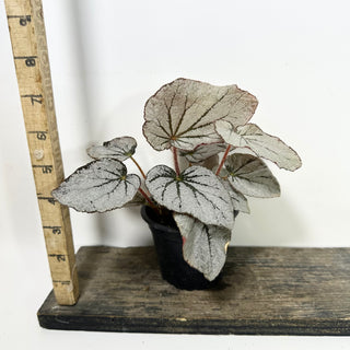 Begonia 'Rice Paper' [#2086]