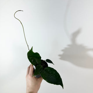 Hoya macrantha [#2187]