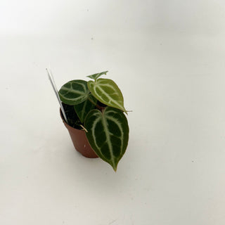 Anthurium 'Brielle'/'Michelle' x self - 2 Seedlings [#1656]