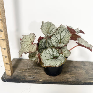 Begonia 'Desperado' [#2054]
