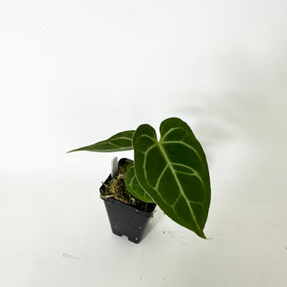 Z-5233 - Anthurium magnificum/'Silver Blush' x unknown