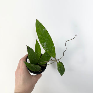 Hoya kaikoeana [#2288]