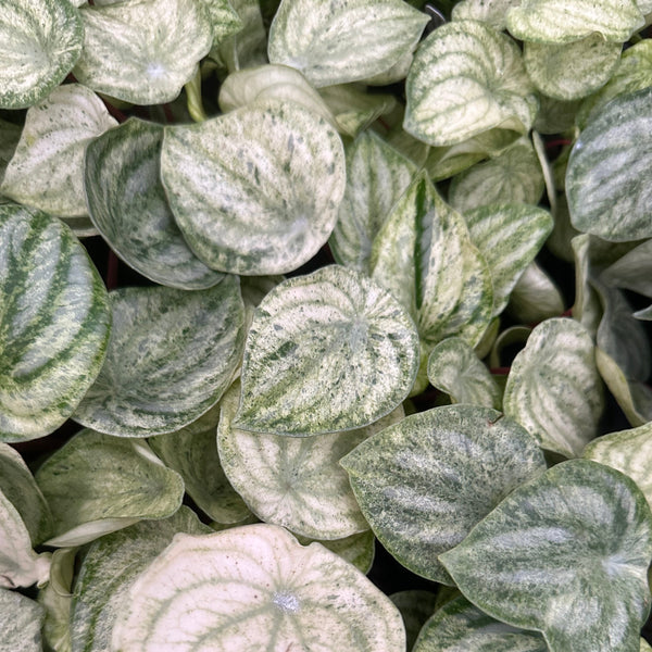 Peperomia argyreia variegated / 極斑入り スイカペペロニア②