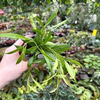 Hoya tsangii