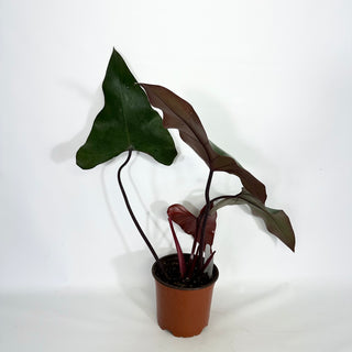 Philodendron 'Dark Lord' (Non-TC) [#1457]