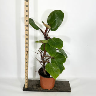 Z-4624 - Philodendron "White Knight" (Non-TC)