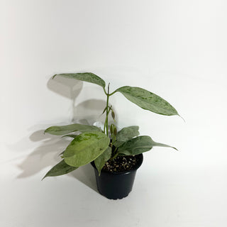 Hoya coriacea (silver) [#2021]