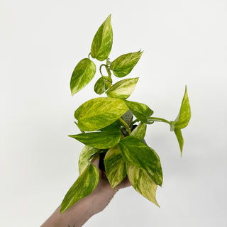 Z-5156 - Epipremnum aureum 'Alta Voltagem'