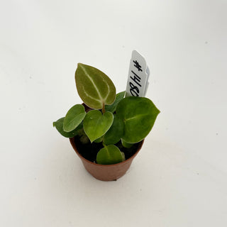 Anthurium 'Brielle'/'Michelle' x self - 2 Seedlings [#1480]