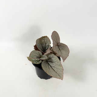 Begonia 'Rice Paper' [#1908]
