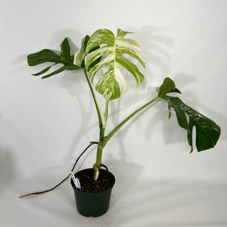 Monstera deliciosa var. borsigiana albo-variegata [#1312]