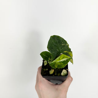 Syngonium wendlandii ‘Scrambled Eggs’ [#2308]