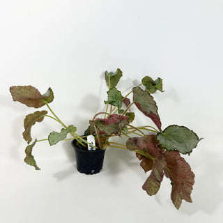 Begonia 'Madhatter' [#2090]