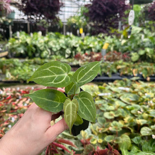 Anthurium magnificum/‘Silver Blush' x 'Chuck Norris'